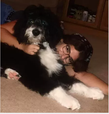 A happy client and their Bernedoodle from Oodles of Doodles Pennsylvania.