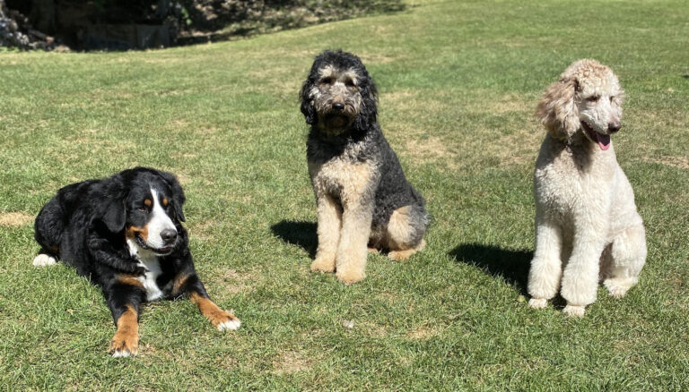 Three bernedoodles from Oodles of Doodles Puppies in Pennsylvania.